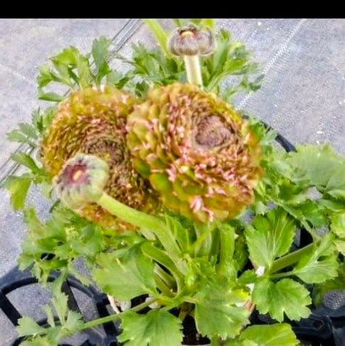 透け感ピンク ラナンキュラス 大苗 ポンポン『ハーマイオニー』大苗 メルカリ便♪