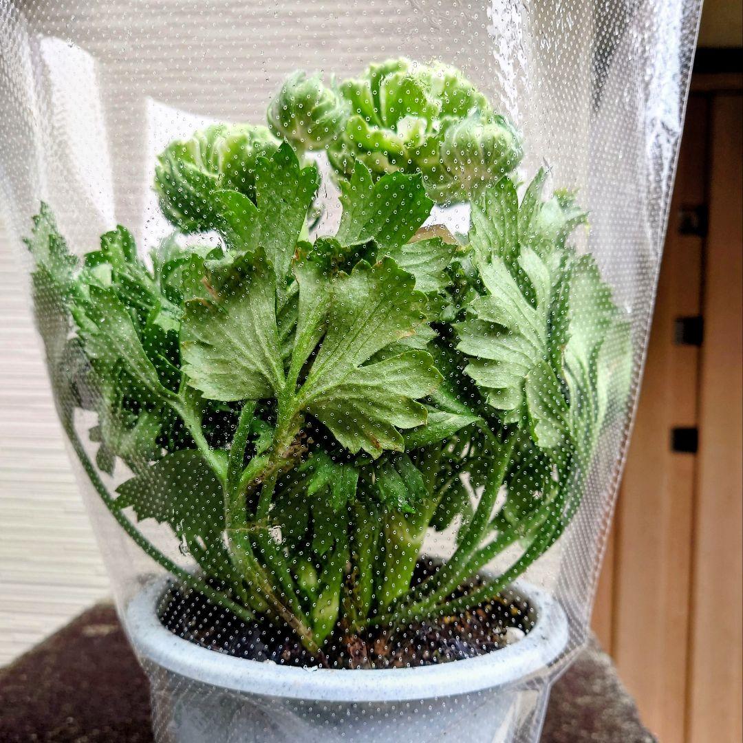 透け感ピンク ラナンキュラス 大苗 ポンポン『ハーマイオニー』大苗 メルカリ便♪