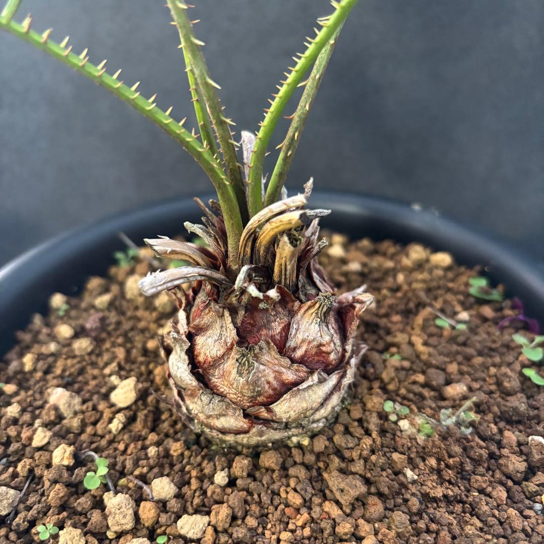 ⑤サイカス・カイルンシアナ Cycas cairnsiana