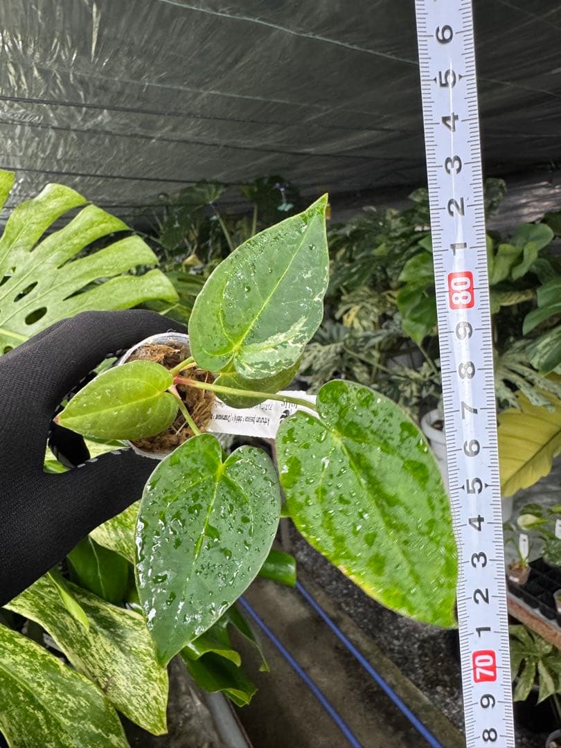 う*ー様 11ベッセアエ×デビリス×ドリームウィーバー×パピリラミナム斑入りの可