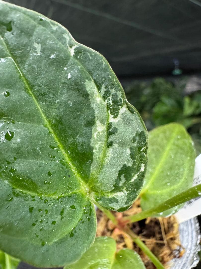 う*ー様 11ベッセアエ×デビリス×ドリームウィーバー×パピリラミナム斑入りの可