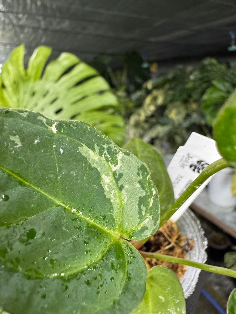 う*ー様 11ベッセアエ×デビリス×ドリームウィーバー×パピリラミナム斑入りの可