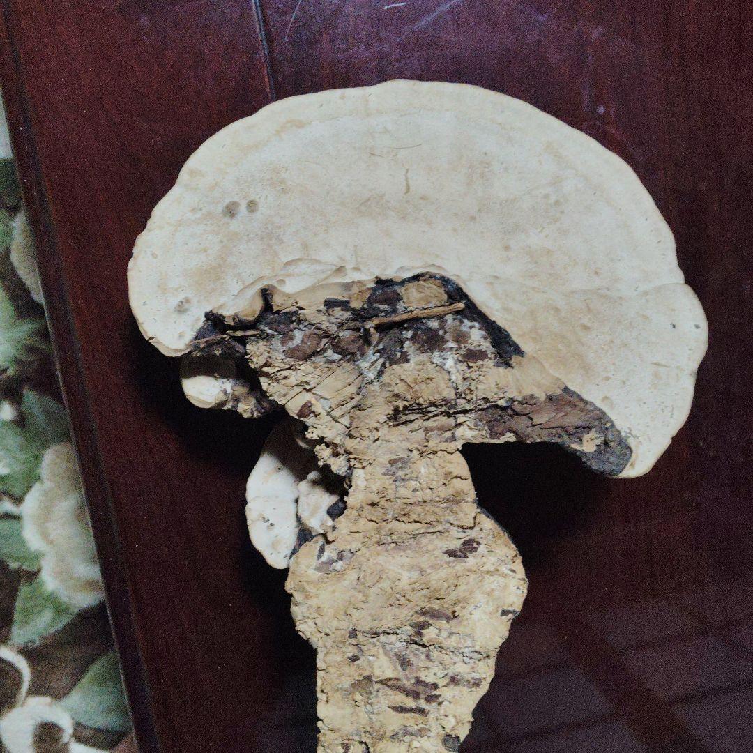 サルノコシカケ