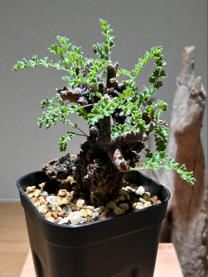 ペラルゴニウム　アルテルナンス