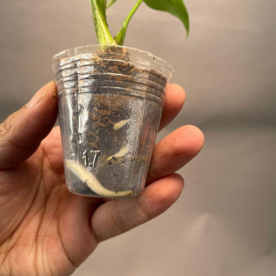 に*y様 A11品種保証！斑入り保証！Bulbasaurモンステラ バルバソー