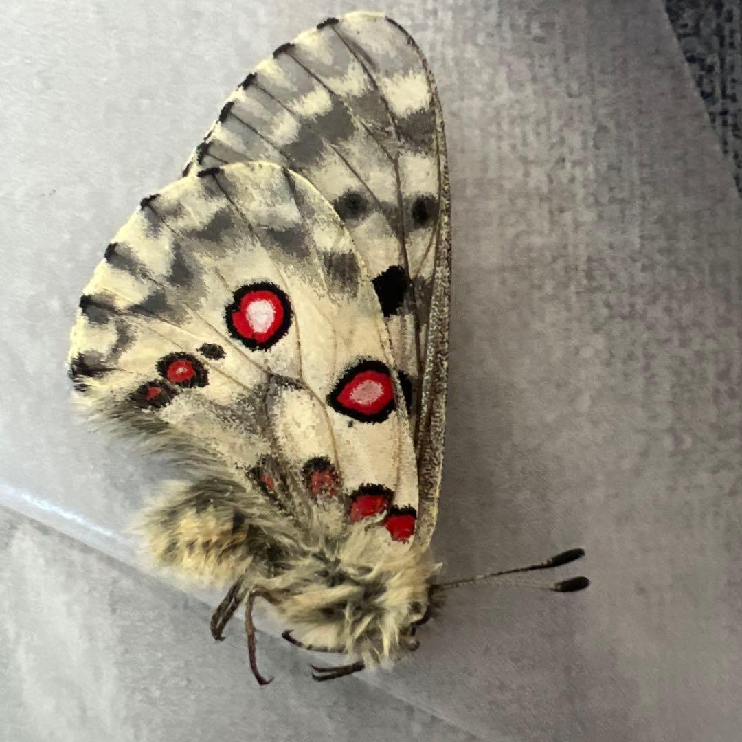 ノミオンを含むモンゴル産　三角紙標本7頭セット