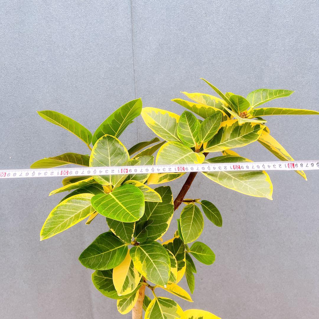 現品　フィカス　ゴムの木　アルテシマ　曲がり　6番　観葉植物　インテリアグリーン