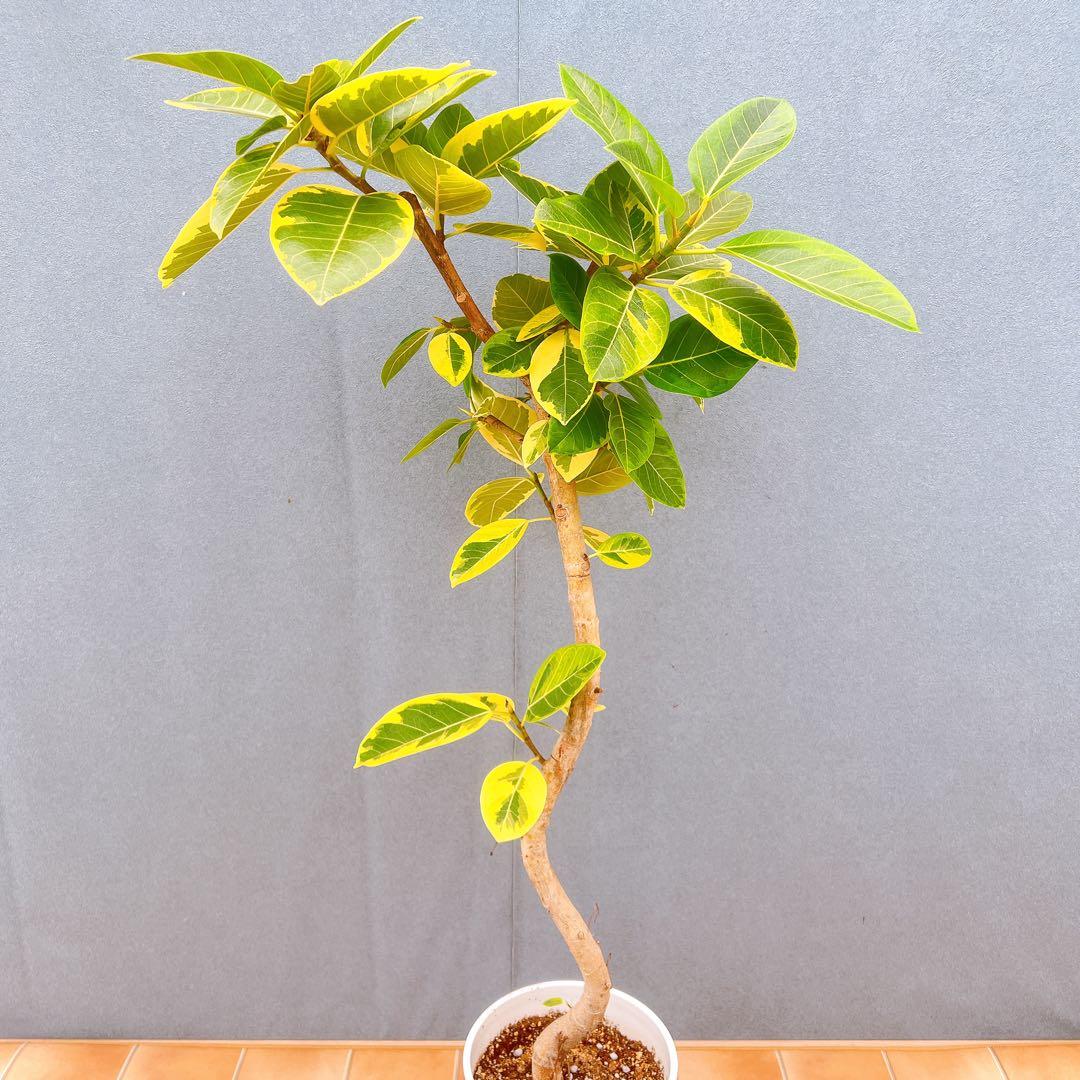現品　フィカス　ゴムの木　アルテシマ　曲がり　6番　観葉植物　インテリアグリーン