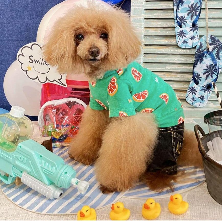 直営店限定2枚セット NC☆フレッシュORTasknowasdewan