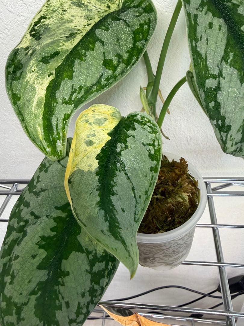 その他観葉植物 scindapsus supermoon tilung