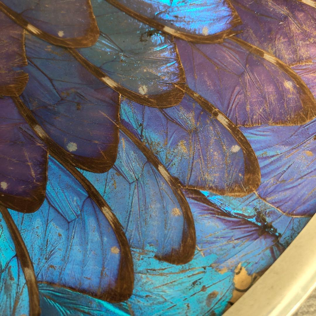 モルフォ蝶　飾り皿　標本　壁飾り　壁掛け