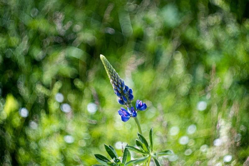 23 デッドストック　ぐるぐるボケレンズ　ヘリオス　44-2　M42アダプター付