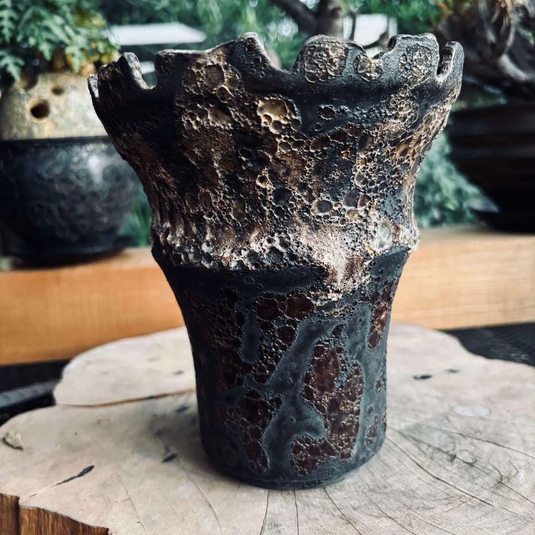 中川智治 大鉢 ロングポット 灌木 パキプス コーデックス 塊根 ユーフォルビア