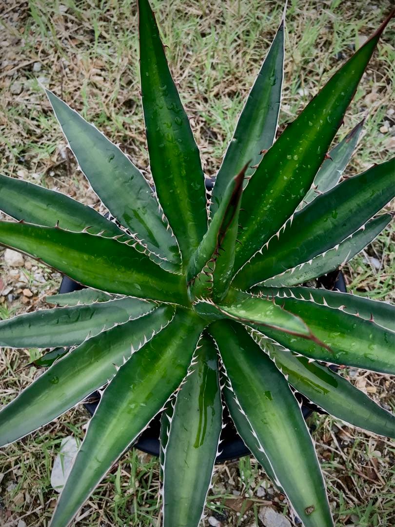 アガベ ガルシアメンドーサ　　大株