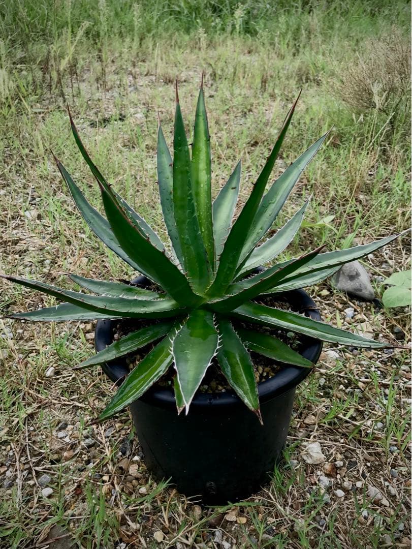 アガベ ガルシアメンドーサ　　大株