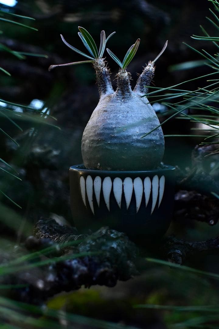 【休眠中】パキポディウム・グラキリス 現地球 VALIEM④