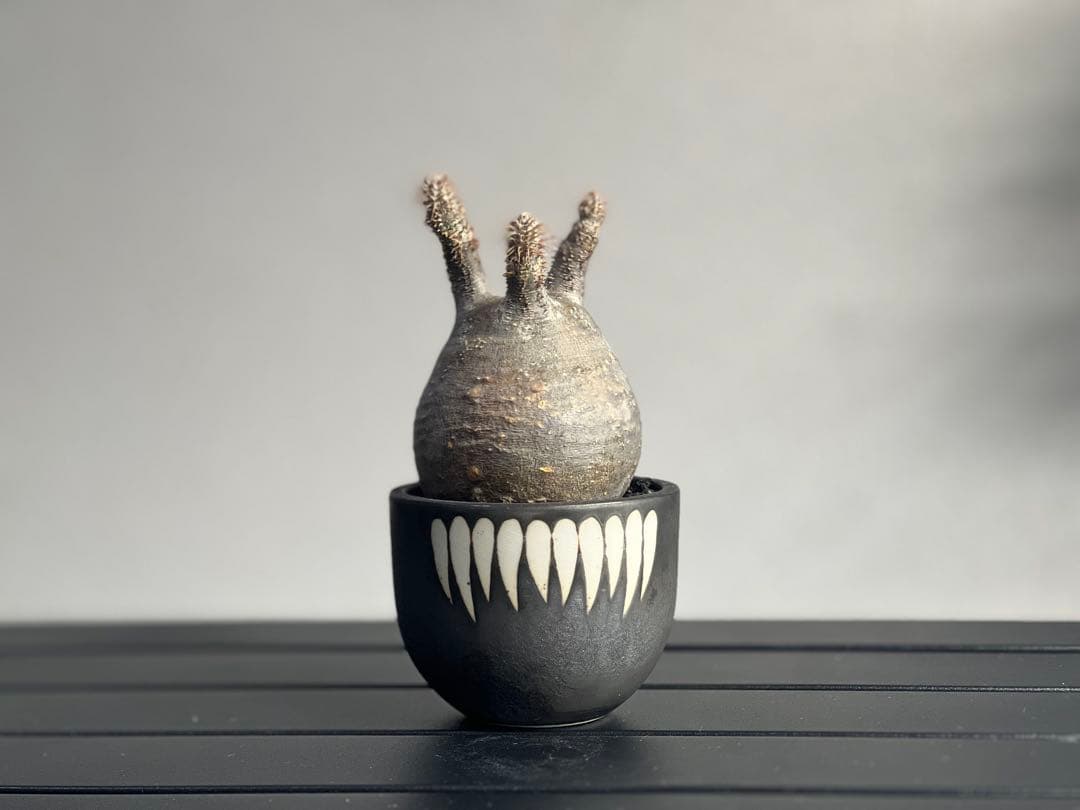 【休眠中】パキポディウム・グラキリス 現地球 VALIEM④