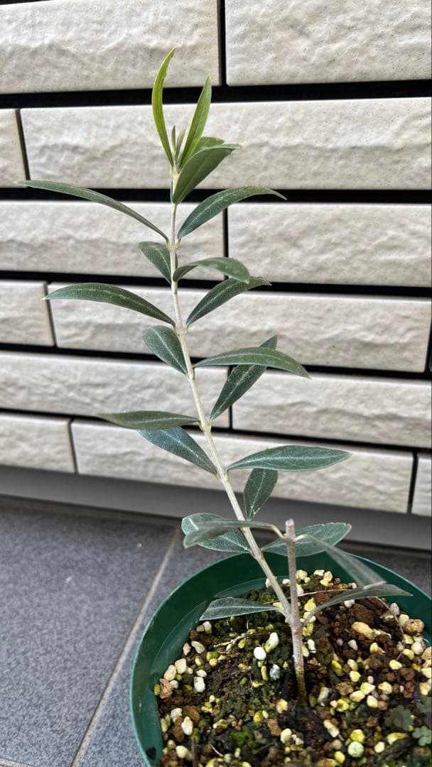 ラスト一本！　オヒブランカ（本物）4号苗　鑑定された品種　オリーブの木