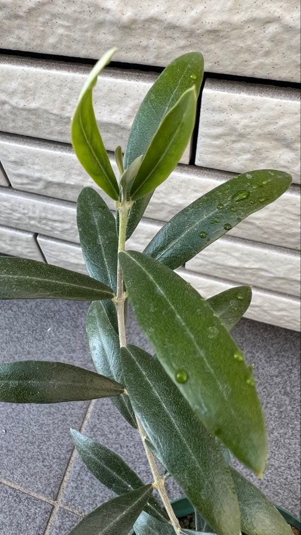 ラスト一本！　オヒブランカ（本物）4号苗　鑑定された品種　オリーブの木