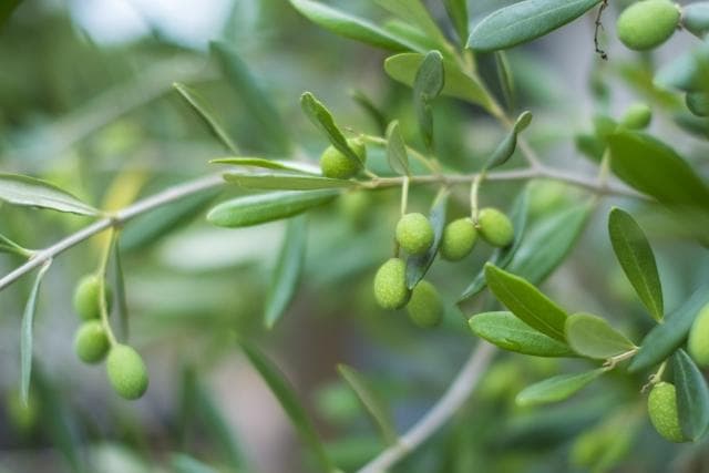 《現品》オリーブの木　シプレシーノ 樹高2.0ｍ（根鉢含まず）192【苗木/庭木