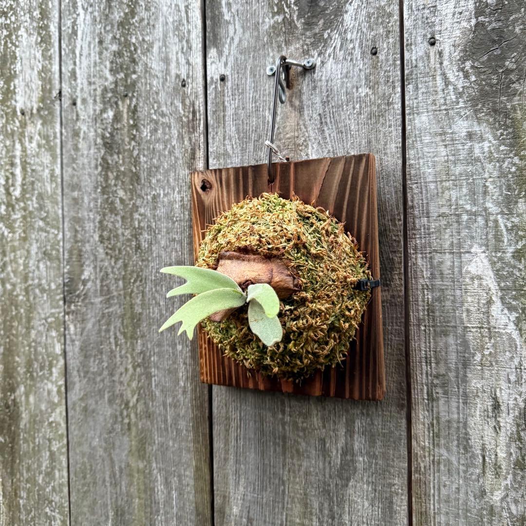 ビカクシダ P. willinckii Dwingeloo (pup)