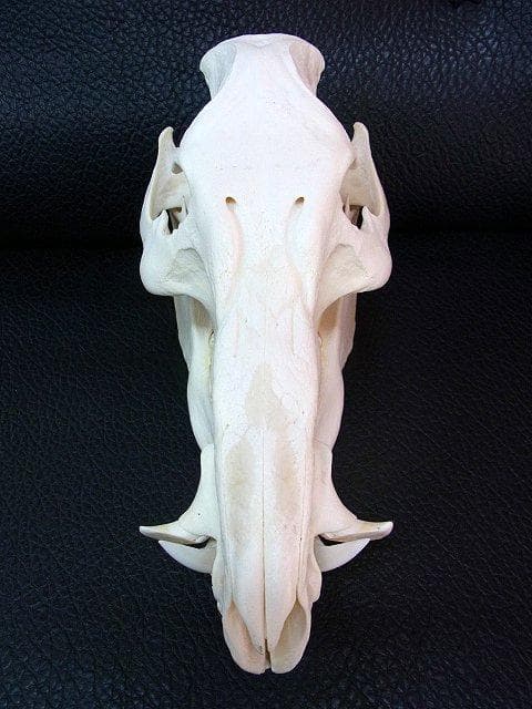 アフリカ便！高品質 ブッシュピッグ（カワイノシシ ）頭骨