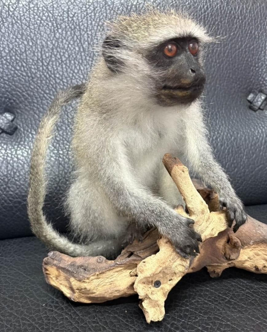 高品質　ベルベットモンキー 全身剥製 ★ B