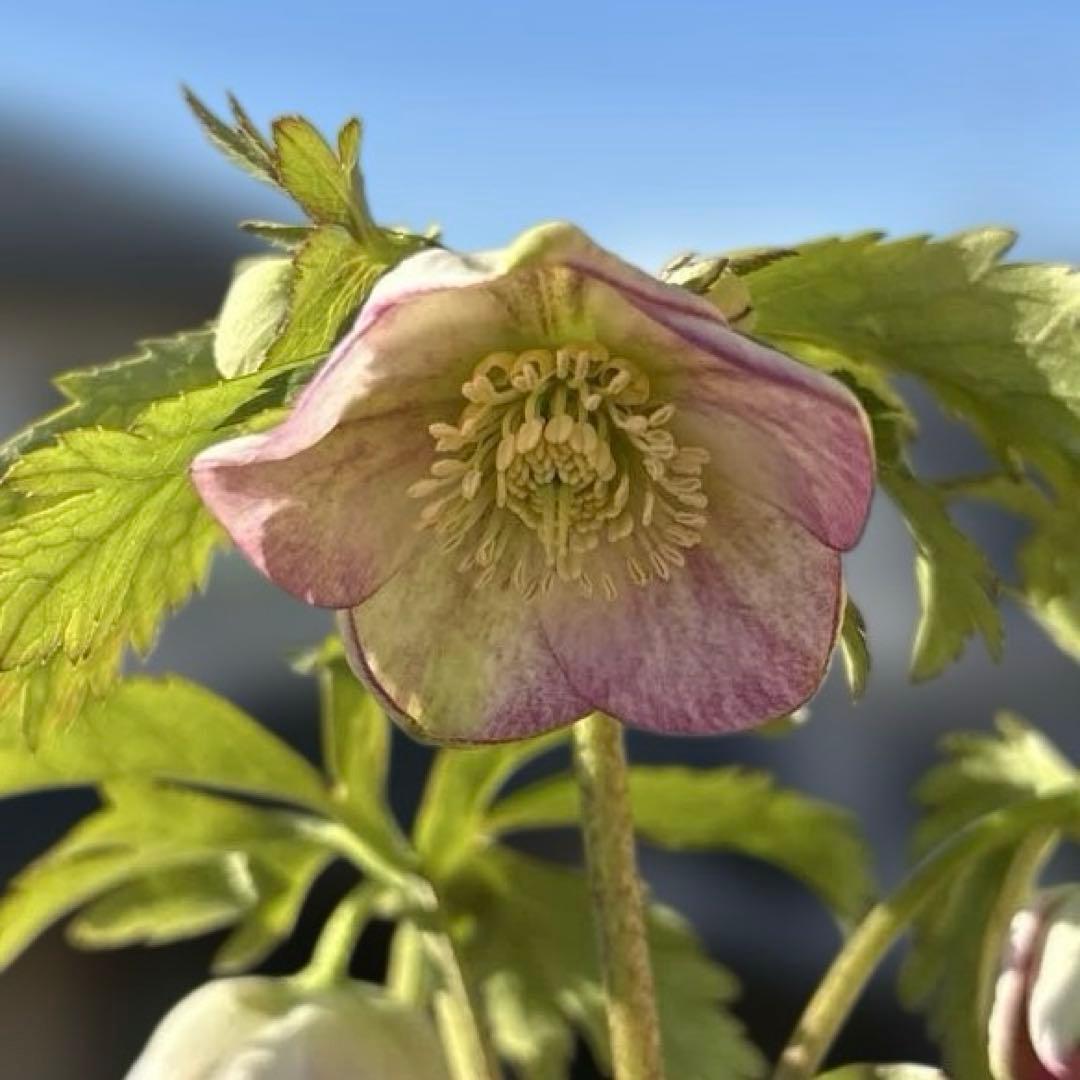 ポーセリンss 大木ナーサリー　クリスマスローズ　タグ付き　現品　開花株