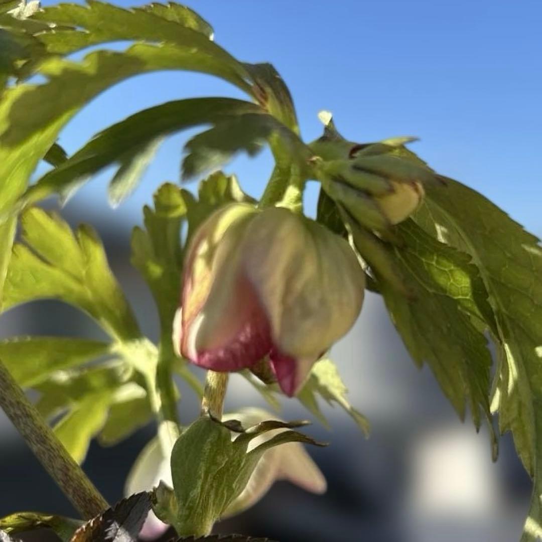 ポーセリンss 大木ナーサリー　クリスマスローズ　タグ付き　現品　開花株