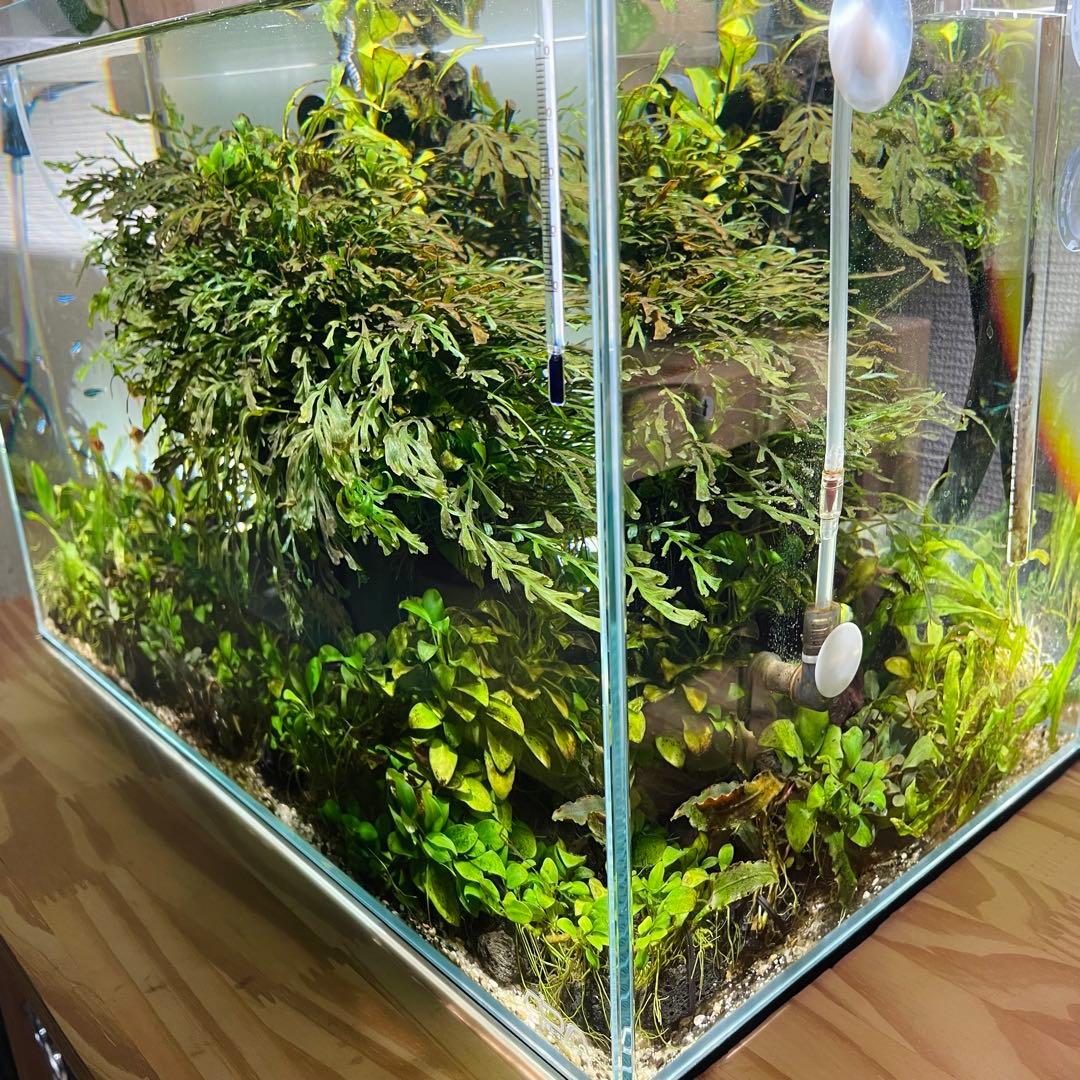 引き取り限定 ADA45㎝ 陰性水草水槽フルセット