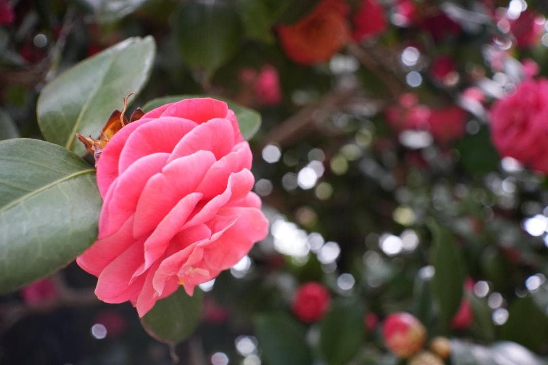 attraction Orion15 28mm f6 L ロシア広角銘玉