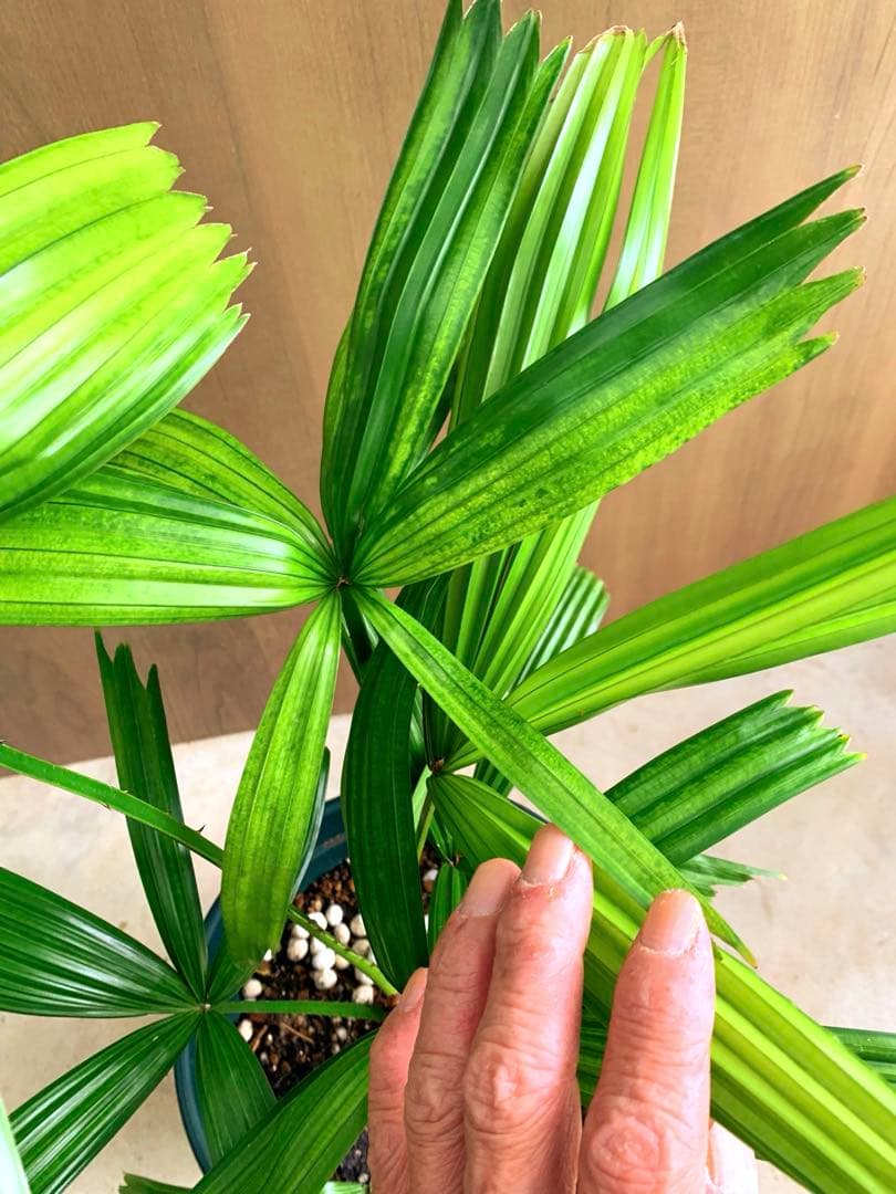 なつ　　リクアラ・スピノーサsp