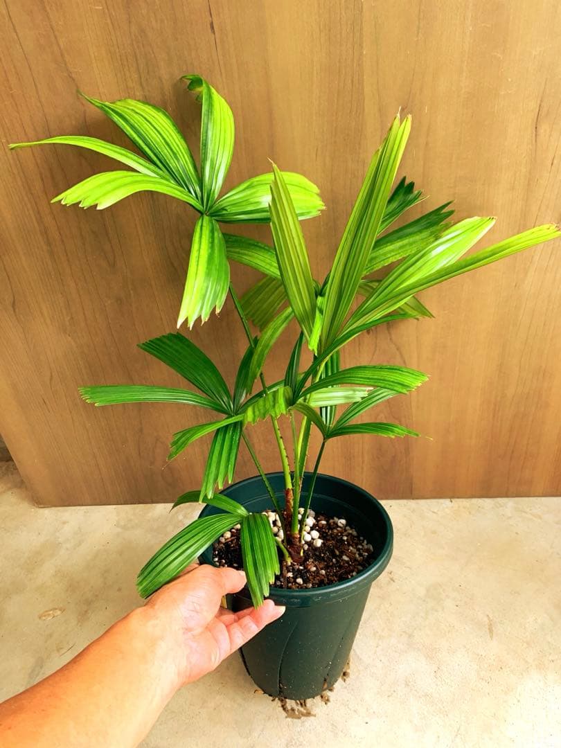 なつ　　リクアラ・スピノーサsp