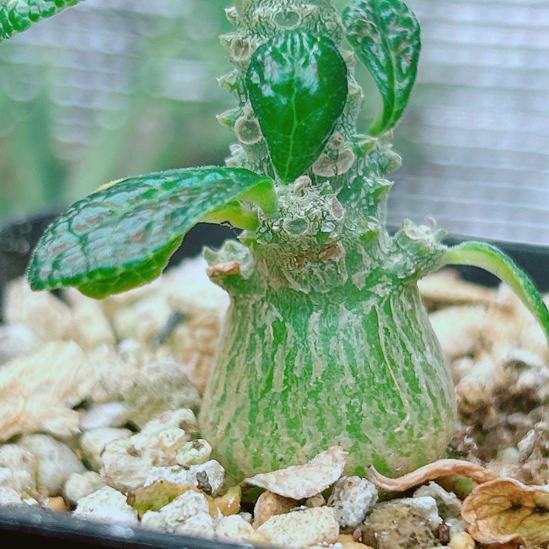 【将来有望★超選抜株★早い者勝ち】　ドルステニア　ギガス　実生　鉢のまま発送48