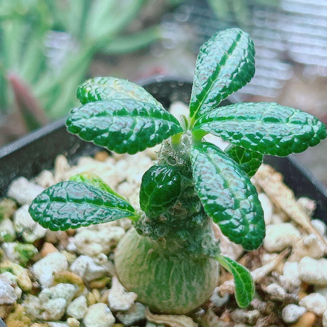 【将来有望★超選抜株★早い者勝ち】　ドルステニア　ギガス　実生　鉢のまま発送48