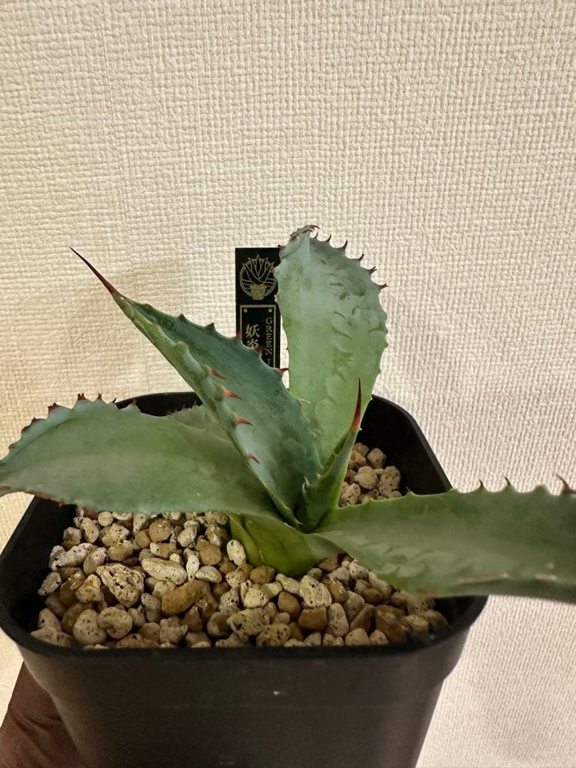 アガベ　妖炎×雷帝【ポタトラム】