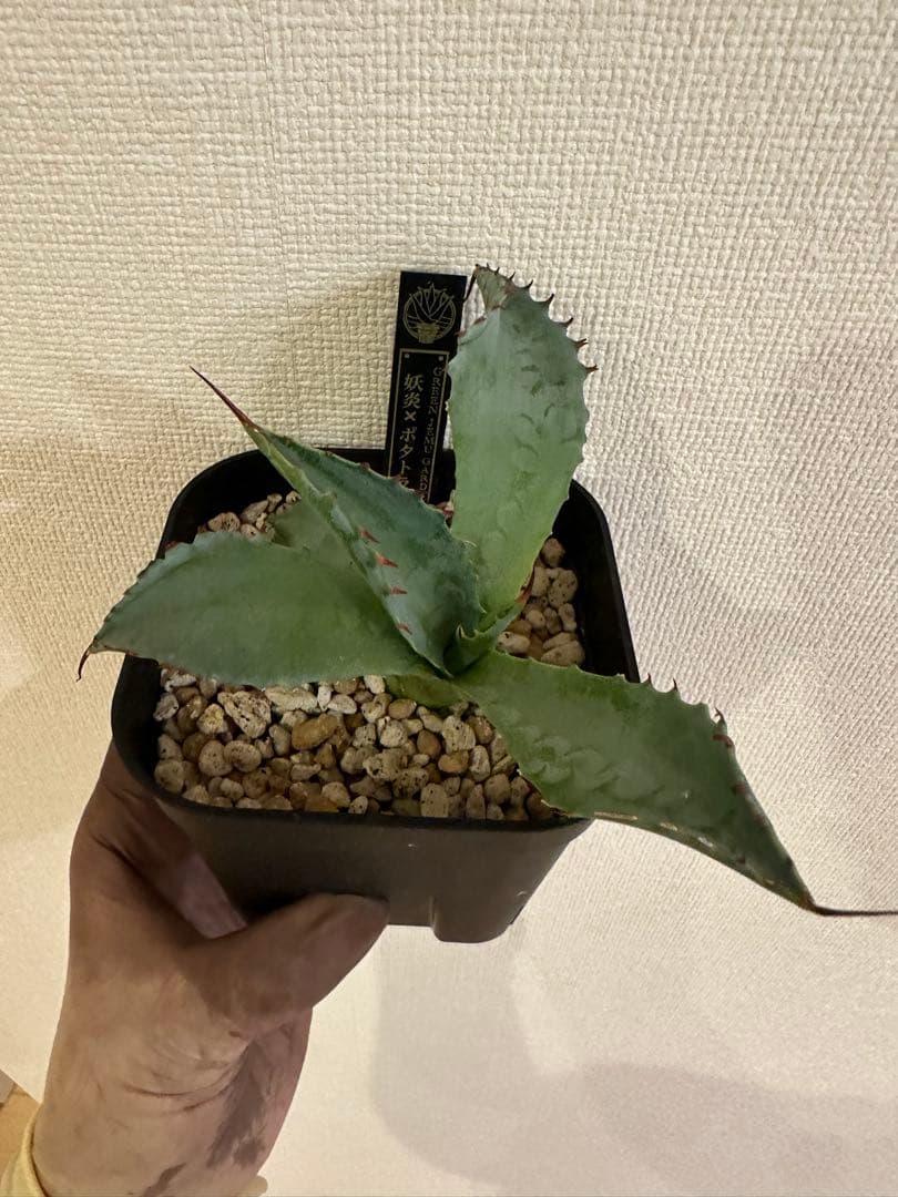 アガベ　妖炎×雷帝【ポタトラム】