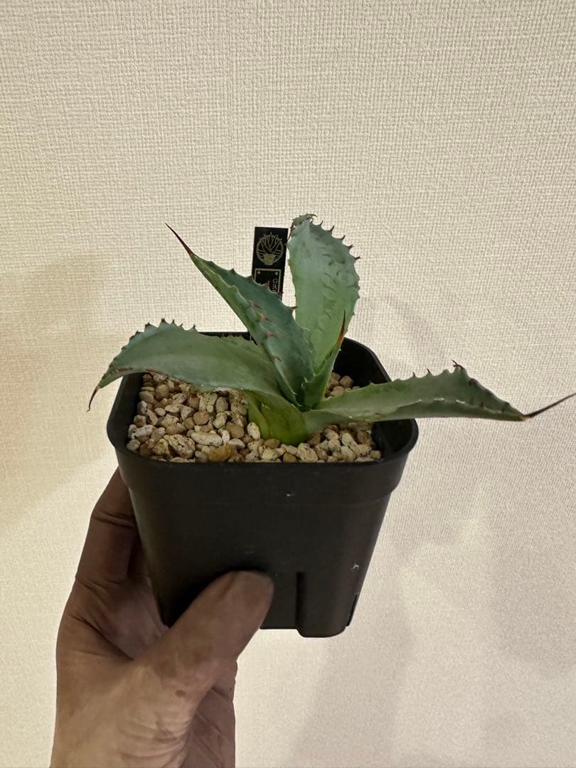 アガベ　妖炎×雷帝【ポタトラム】