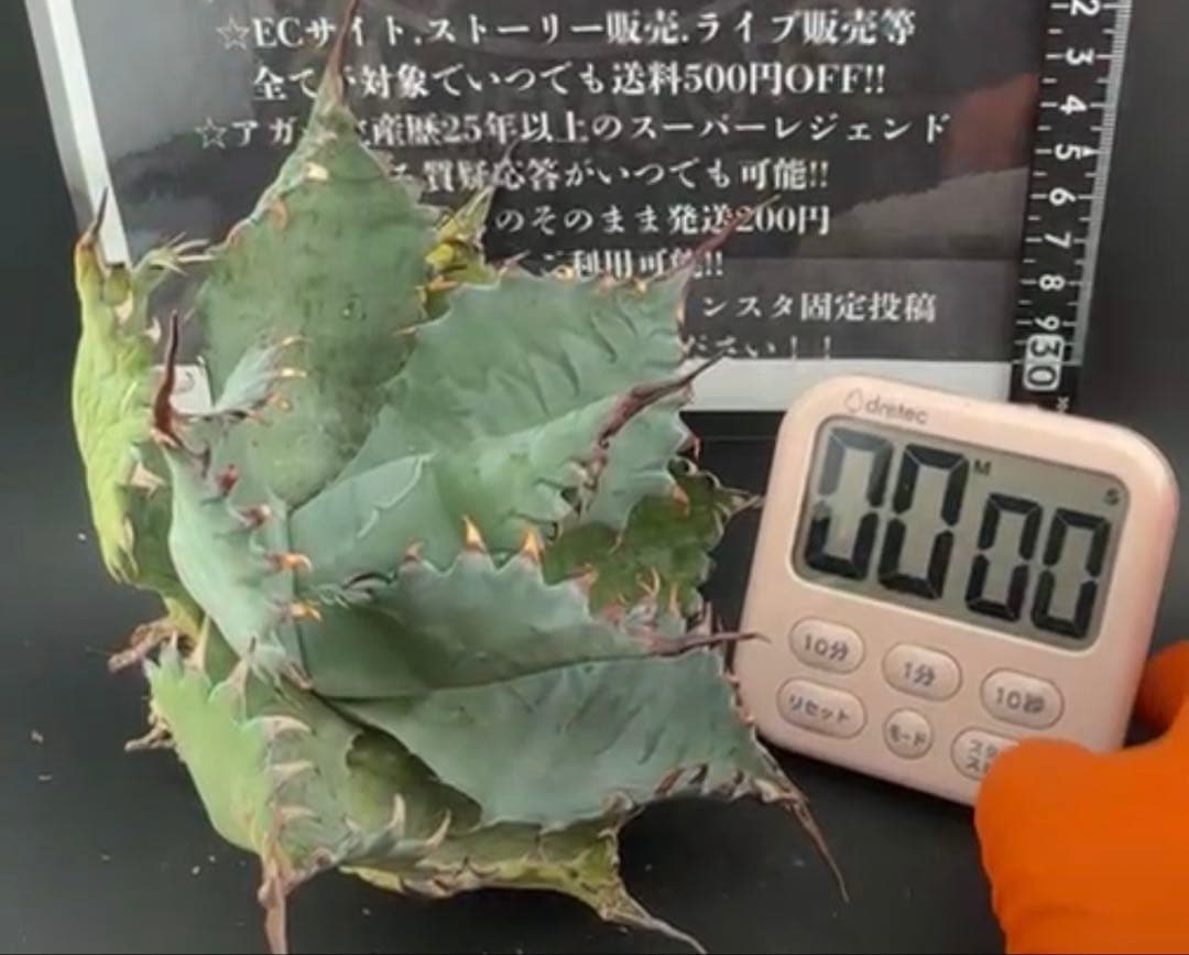 アガベ　妖炎×雷帝【ポタトラム】