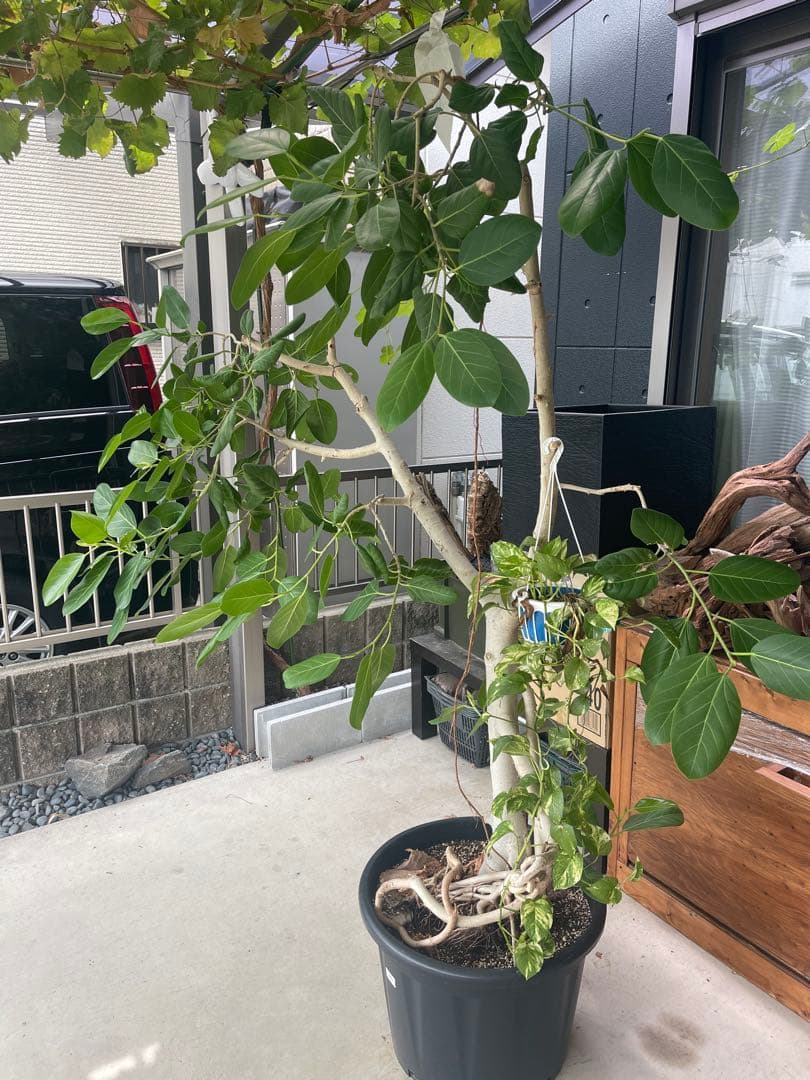 フィカス 観葉植物 大きい 黒鉢
