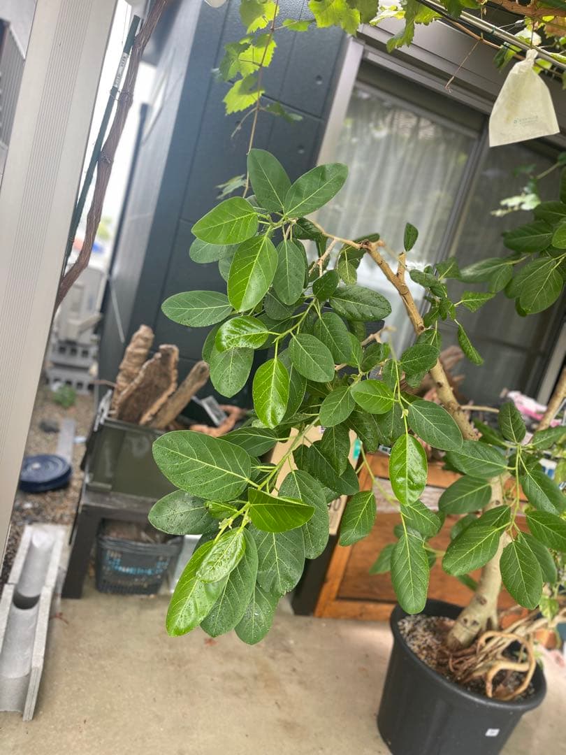 フィカス 観葉植物 大きい 黒鉢
