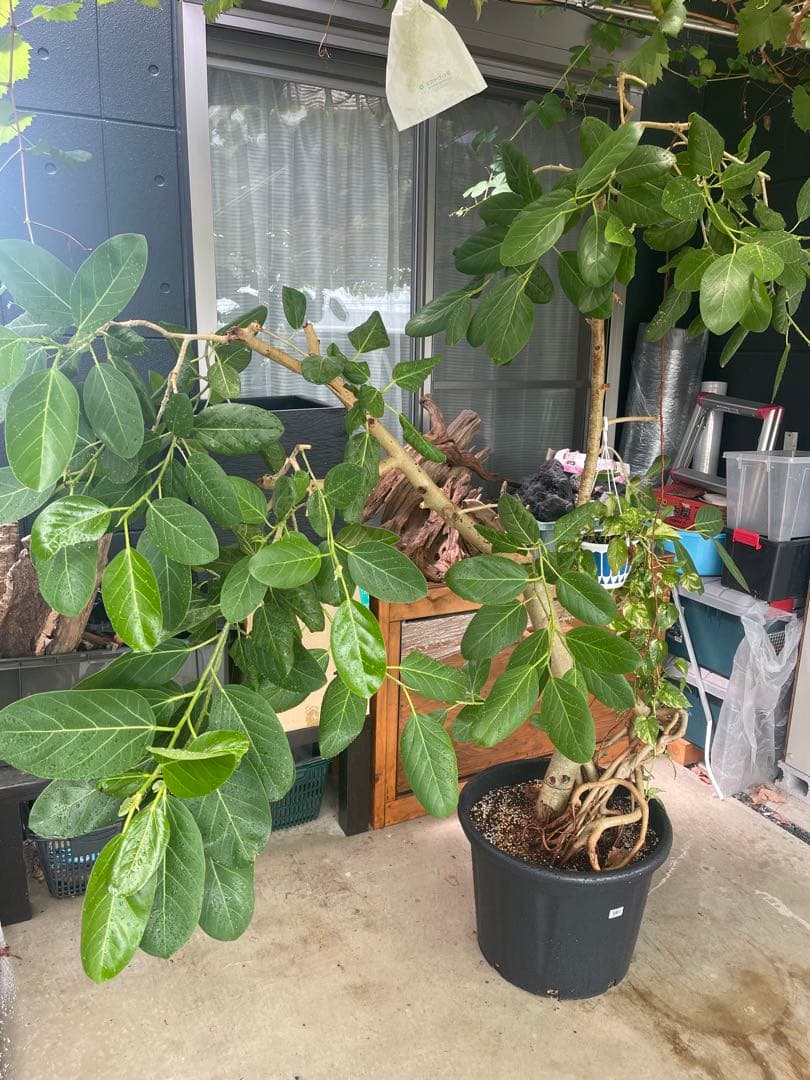 フィカス 観葉植物 大きい 黒鉢