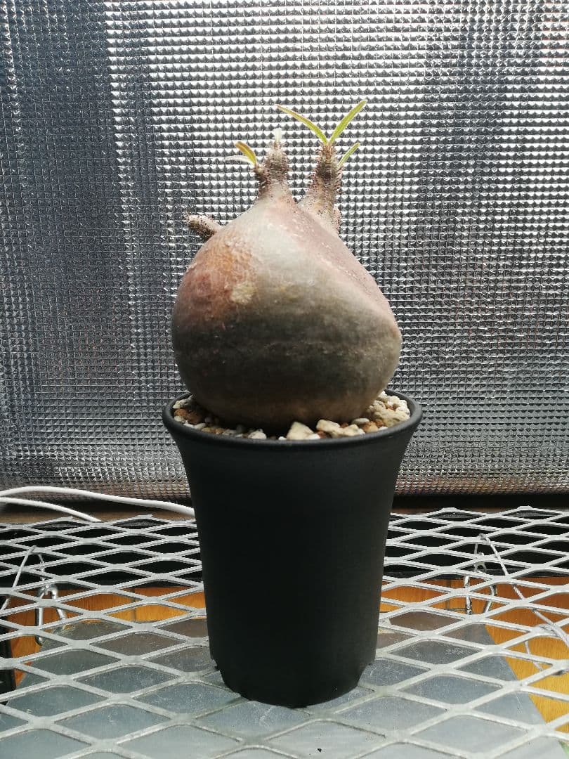 美株‼️グラキリス