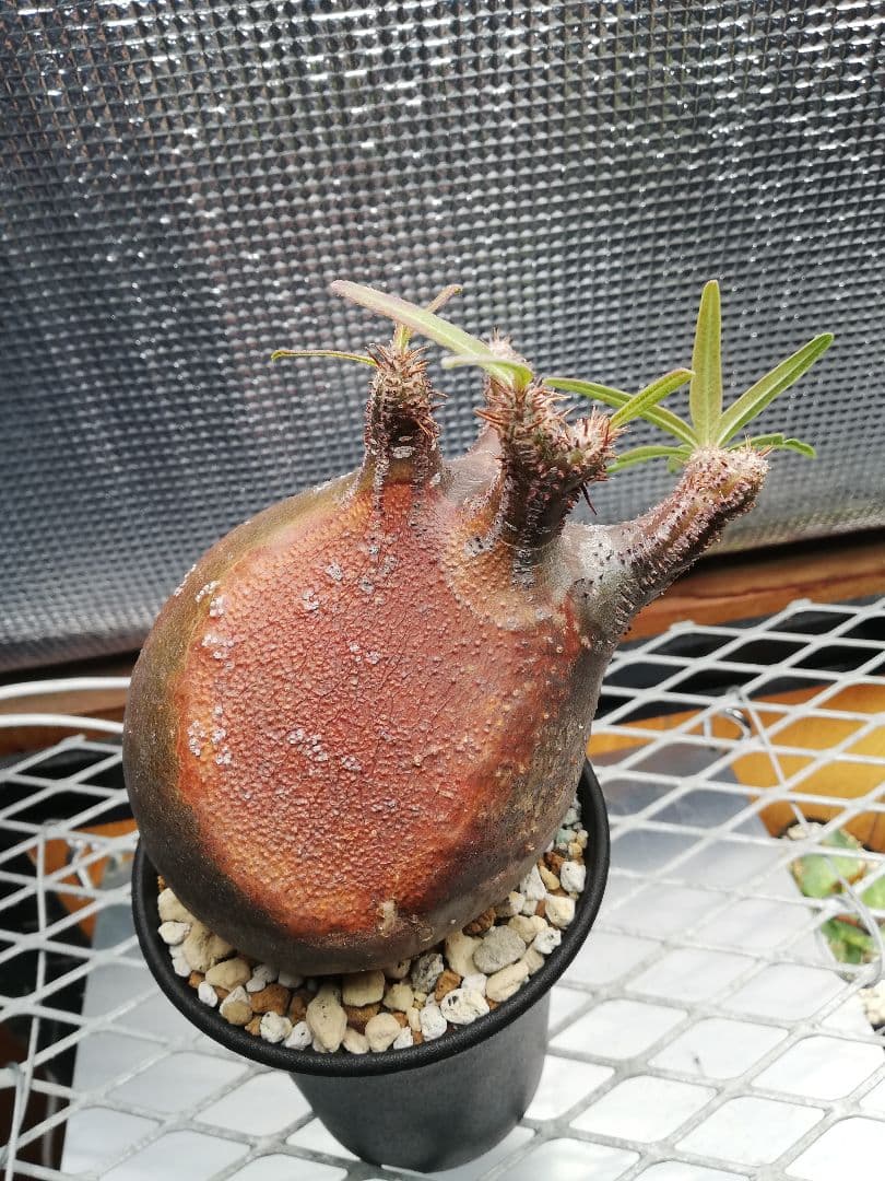 美株‼️グラキリス