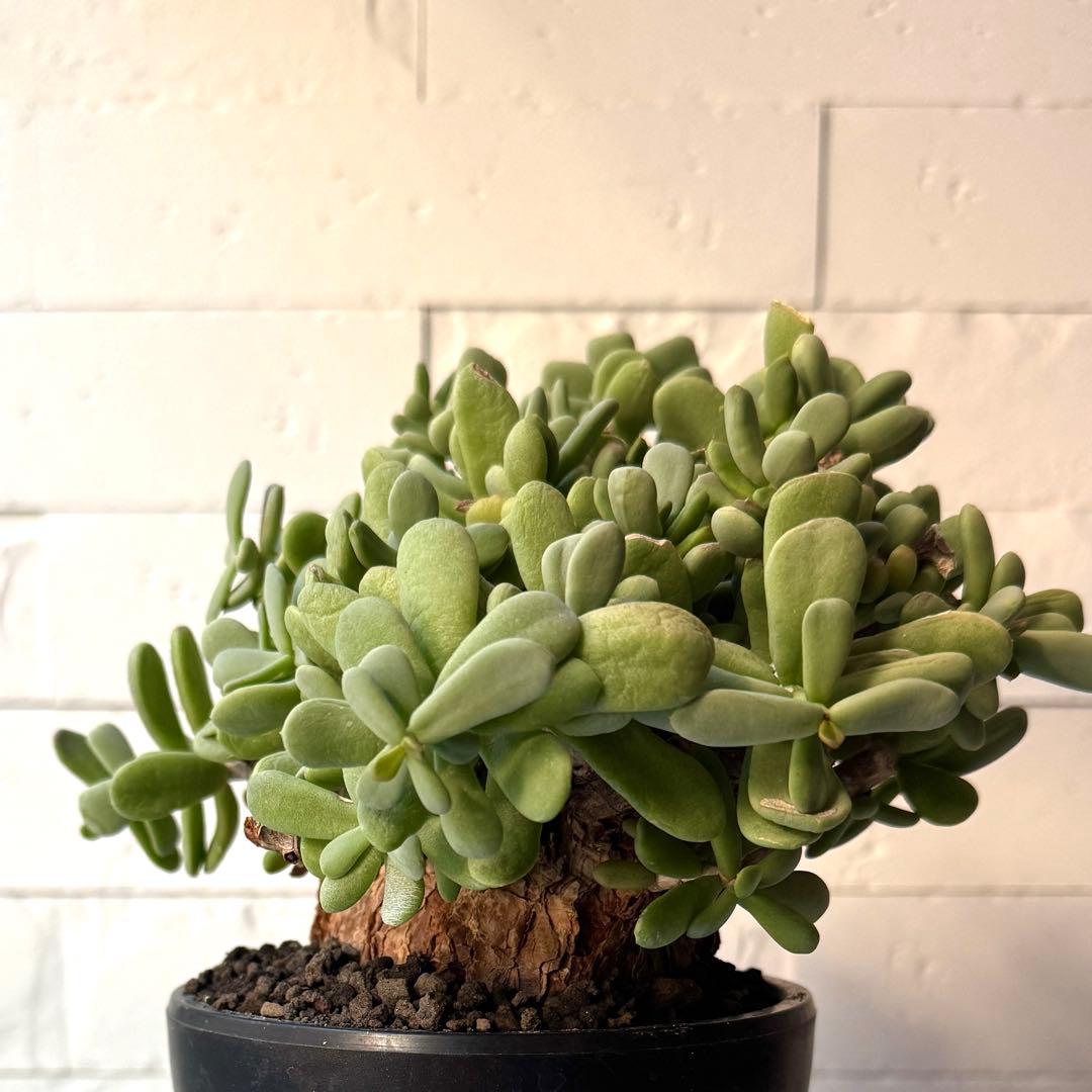 ケラリア ピグマエア 現地球 発根済 大株