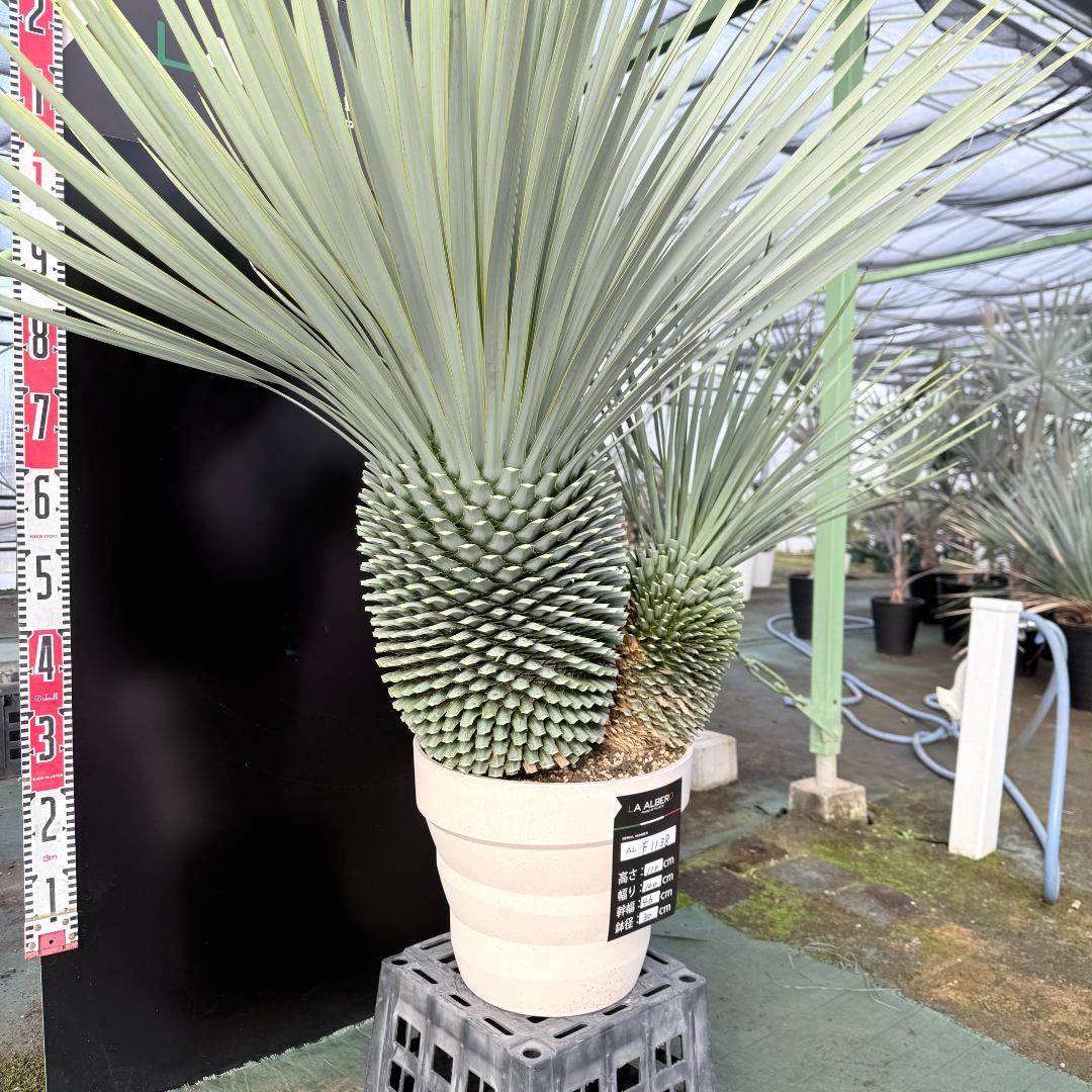 【AL-F1138】ユッカ　ロストラータ　バケモノ級　超超超極太　シルバー個体