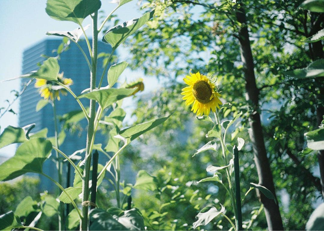 ライカ ズミクロンM50 F2 (第2世代)