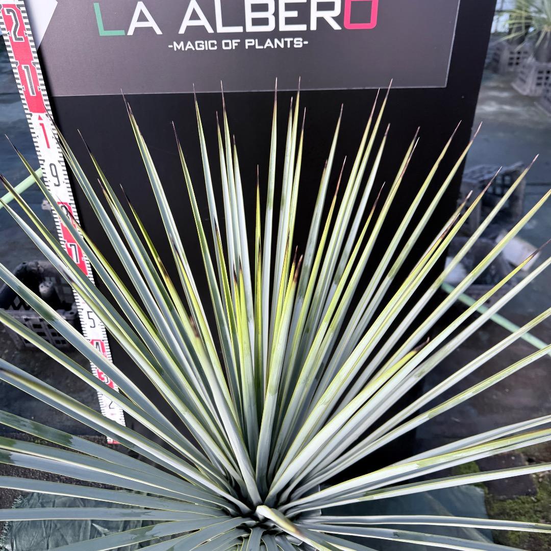 【AL1125】ユッカ　リギダ