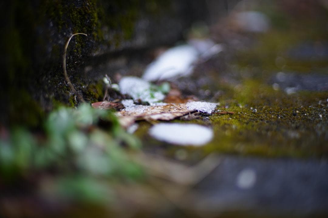 フィルムカメラ Nikon FE2 / Ai NIKKOR 50mm f1.4