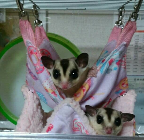 モモンガハウス(パンダ柄・青)  1900円